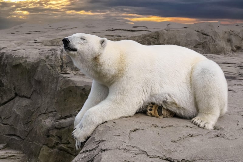 Polar Bear Encounter